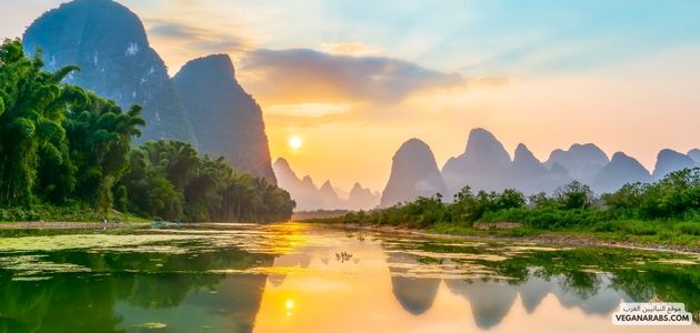 كل ما يحتاجه الشخص لمعرفة النباتية وتأثيرها على البيئة