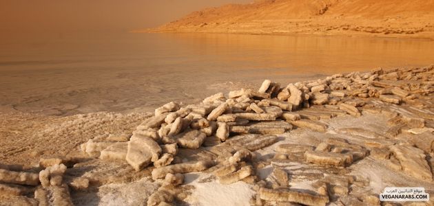 كيفية تشجيع الشركات على تبني سياسات داعمة للنباتية في مجال الاستدامة في الشرق الأوسط