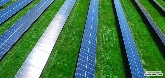 استخدام الذكاء الاصطناعي في تحليل بيانات النباتية وتطوير الحلول في الشرق الأوسط