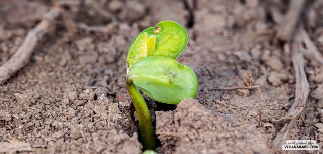 كيفية تحفيز الشركات على تطوير حلول نباتية للمشاكل البيئية في الشرق الأوسط