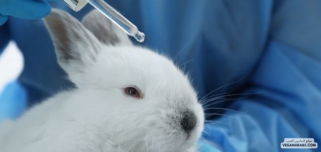 كل ما يحتاجه الشخص لمعرفة النباتية وكيفية تجنب المنتجات الحيوانية بسهولة