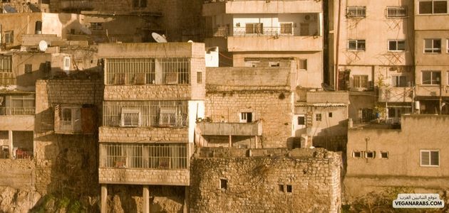 كيفية تشجيع الشركات على تطوير منتجات نباتية في الشرق الأوسط