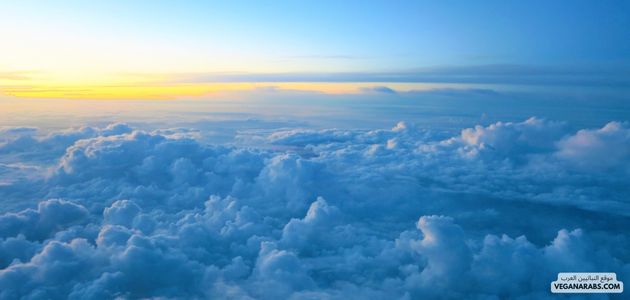 تأثير النباتية على تحسين جودة الهواء والمياه في الشرق الأوسط