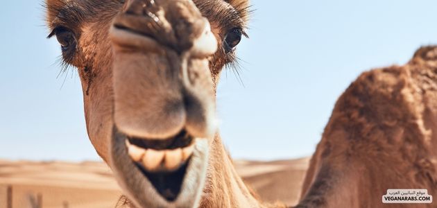 كيف تصبح إنسانًا فكاهيًا؟