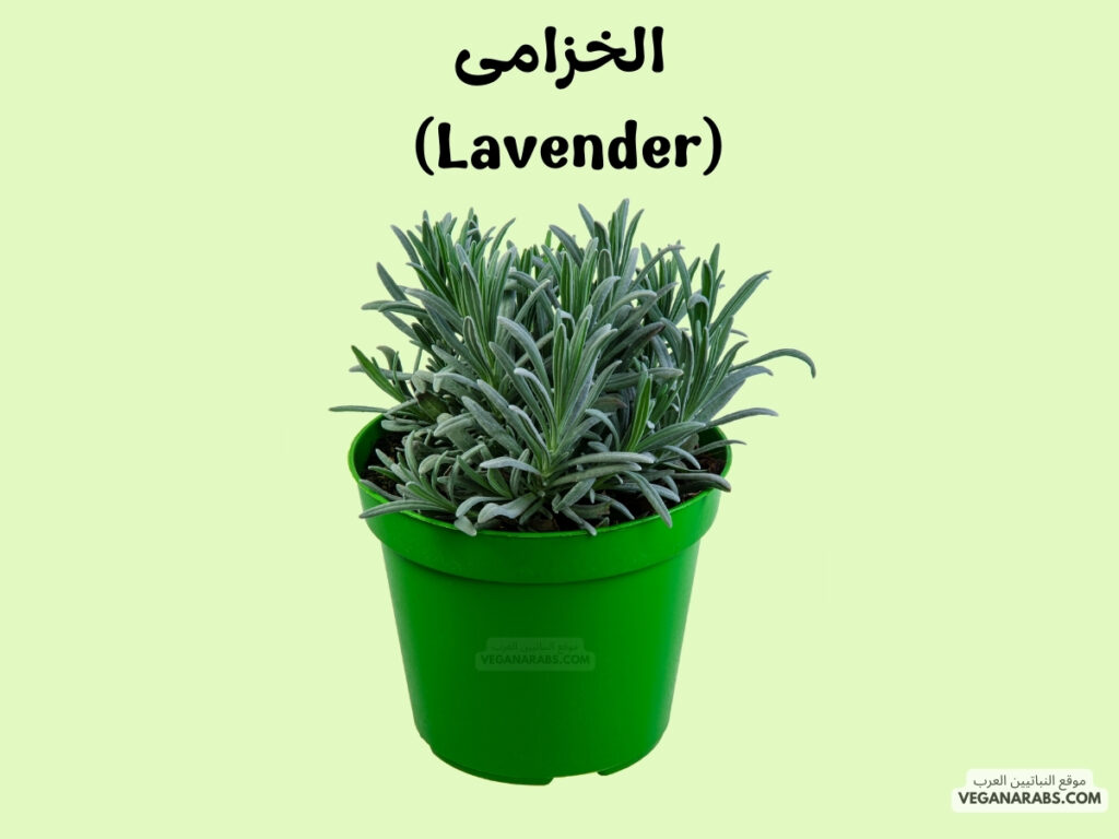 2. الخزامى (Lavender)