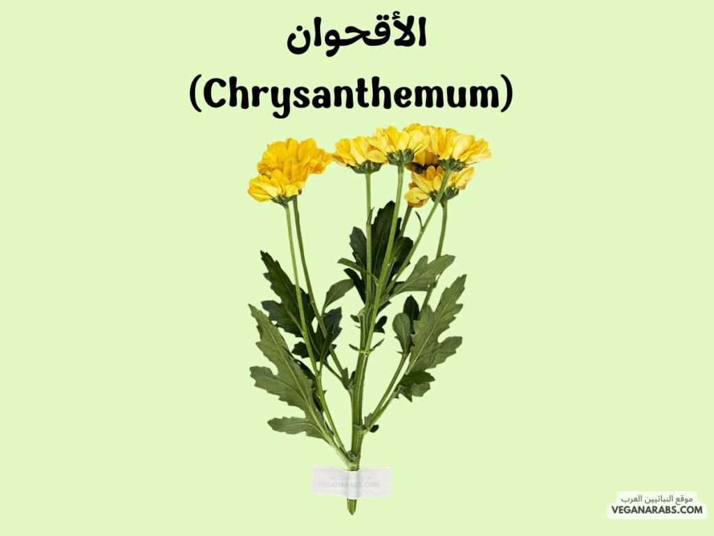 3. الأقحوان (Chrysanthemum)