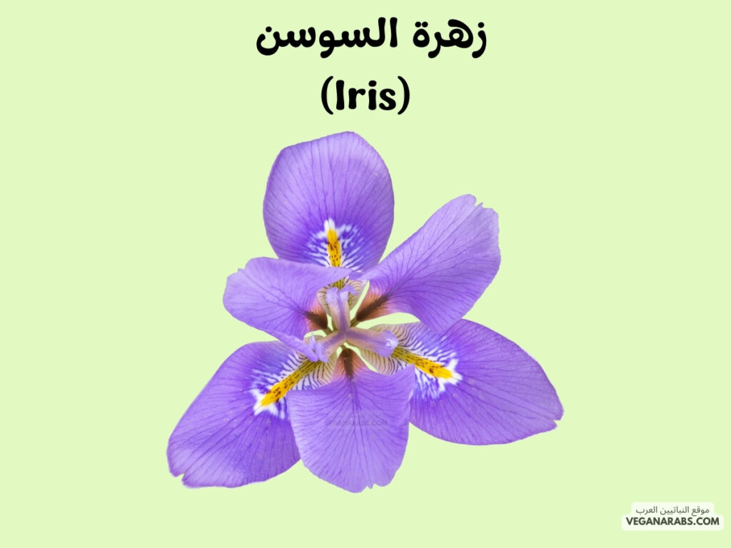 4. زهرة السوسن (Iris)