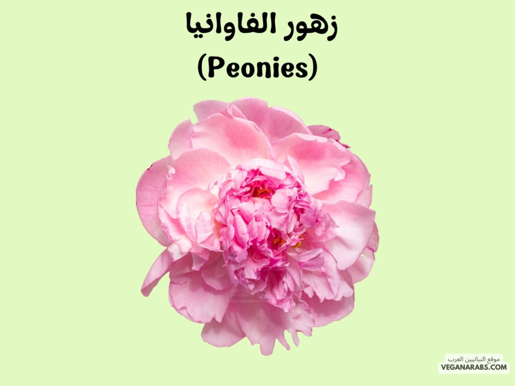 5. زهور الفاوانيا (Peonies)