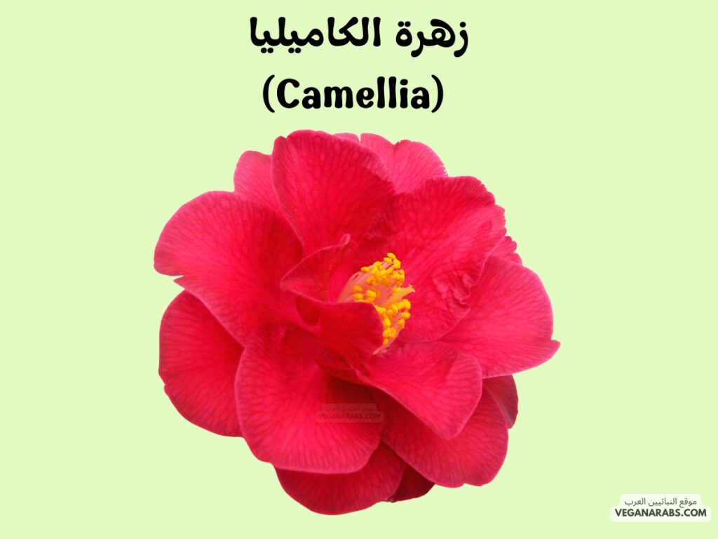 6. زهرة الكاميليا (Camellia)