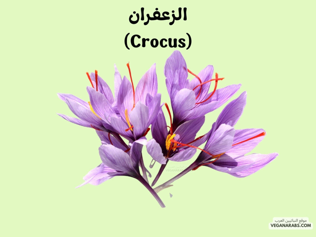 7. الزعفران (Crocus)