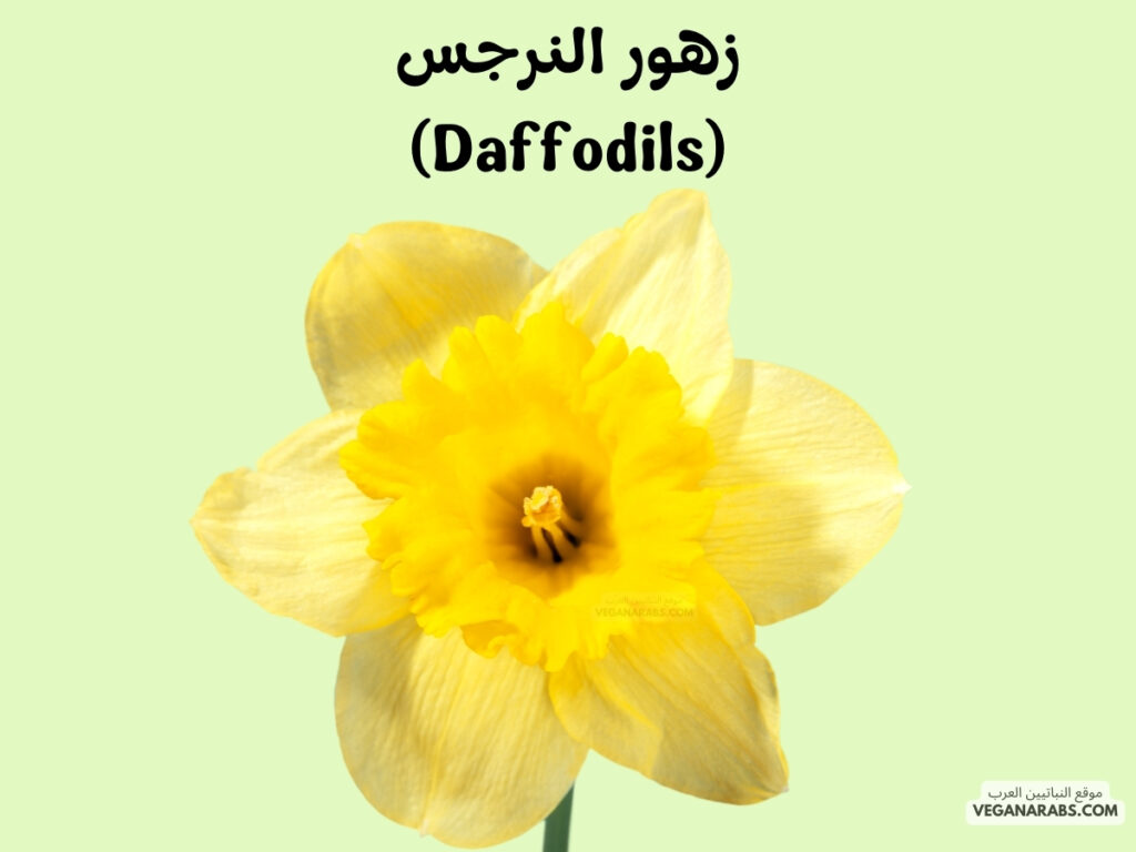 8. زهور النرجس (Daffodils)