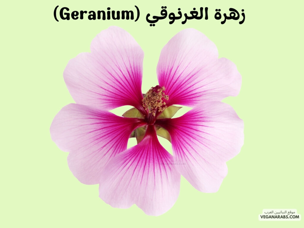 9. زهرة الغرنوقي (Geranium)