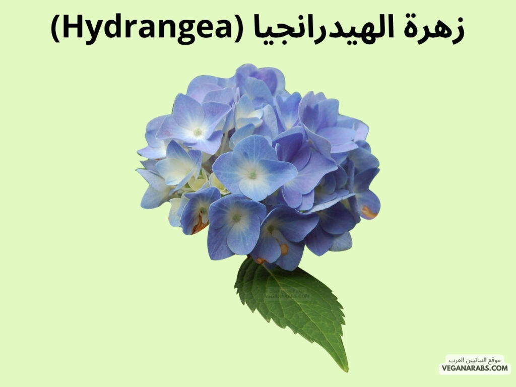 10. زهرة الهيدرانجيا (Hydrangea)