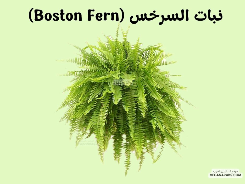 4. نبات السرخس (Boston Fern) موقع النباتيين العرب 