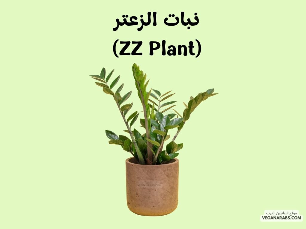 1. نبات الزعتر (ZZ Plant)