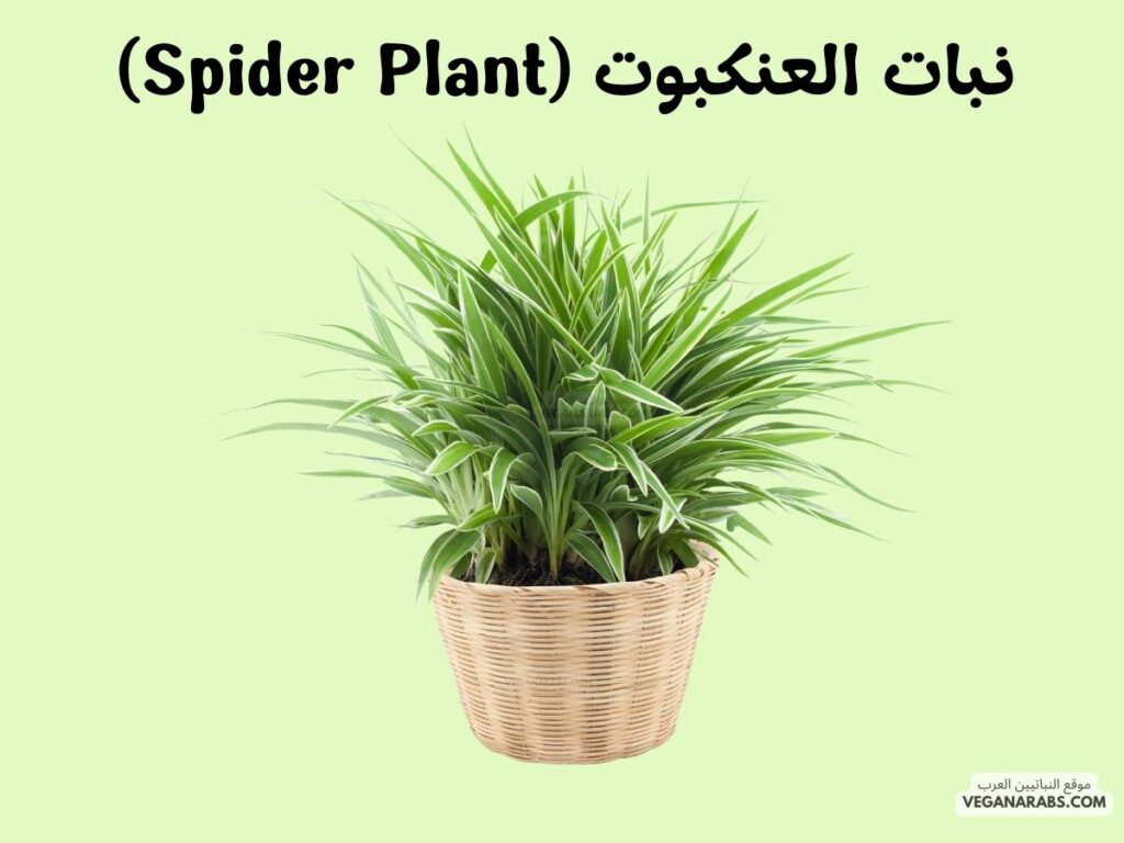 2. نبات العنكبوت (Spider Plant)