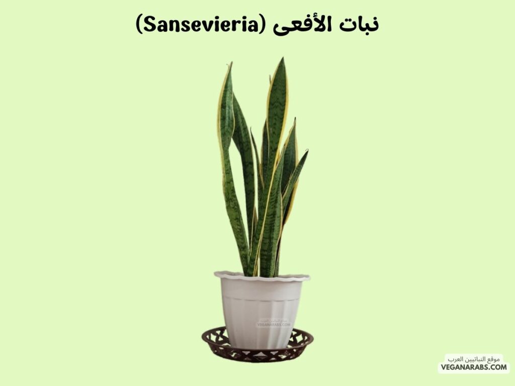 1. نبات الأفعى (Sansevieria)- أفضل النباتات التي يمكن زراعتها في المنزل: ٧ نباتات ستضيف لمسة خضراء وجمالًا لمنزلك!- موقع النباتيين العرب 