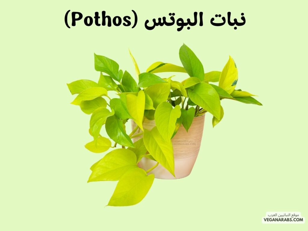 5. نبات البوتس (Pothos) موقع النباتيين العرب 