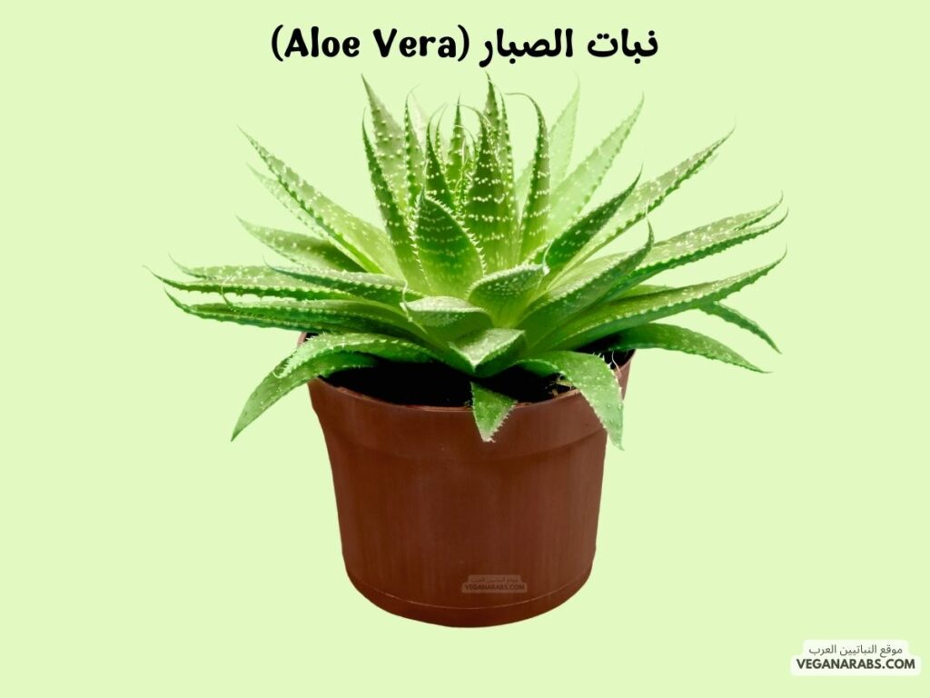 2. نبات الصبار (Aloe Vera)- أفضل النباتات التي يمكن زراعتها في المنزل: ٧ نباتات ستضيف لمسة خضراء وجمالًا لمنزلك!- موقع النباتيين العرب 