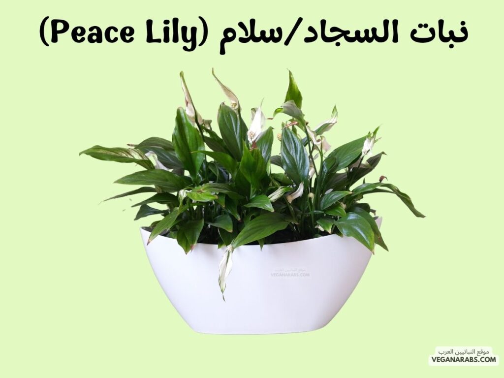 6. نبات السجاد/سلام  (Peace Lily)