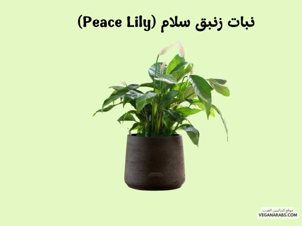 4. نبات زنبق سلام (Peace Lily) veganarabs.com 