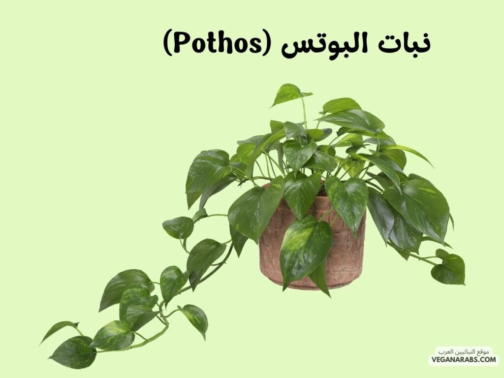 3. نبات البوتس (Pothos)- أفضل النباتات التي يمكن زراعتها في المنزل: ٧ نباتات ستضيف لمسة خضراء وجمالًا لمنزلك!- موقع النباتيين العرب 