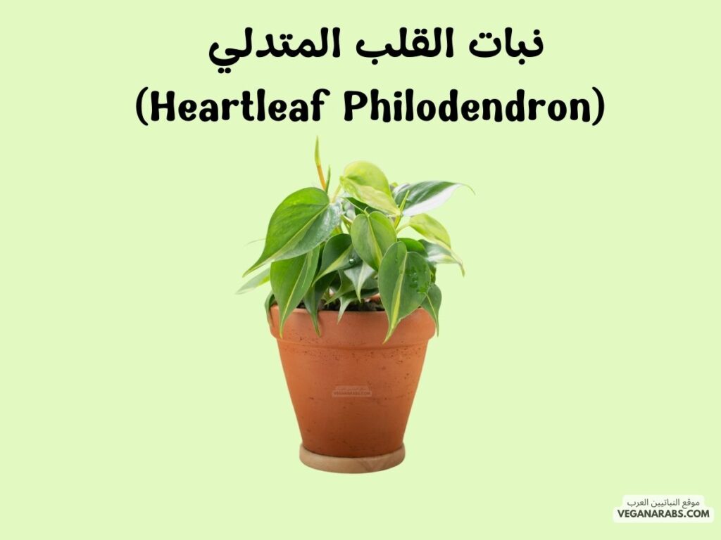  نبات القلب المتدلي (Heartleaf Philodendron)-  أفضل النباتات التي يمكن زراعتها في المنزل: ٧ نباتات ستضيف لمسة خضراء وجمالًا لمنزلك!- موقع النباتيين العرب 