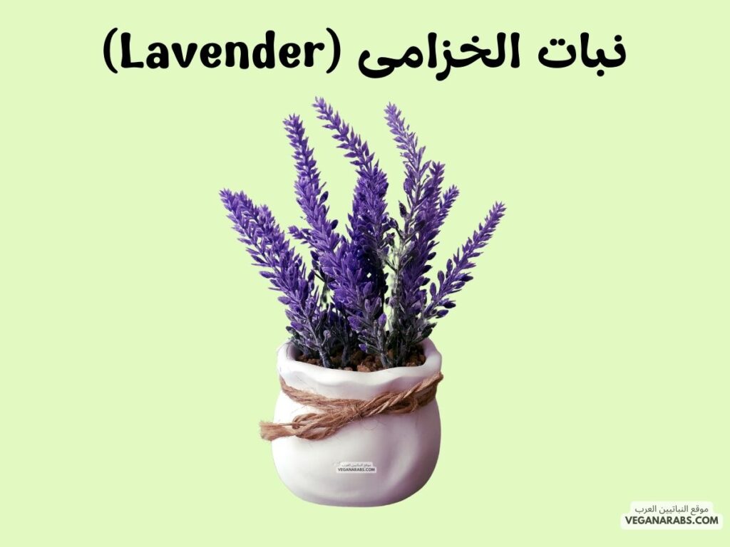 6. نبات الخزامى (Lavender)  أفضل النباتات التي يمكن زراعتها في المنزل: ٧ نباتات ستضيف لمسة خضراء وجمالًا لمنزلك!- موقع النباتيين العرب 