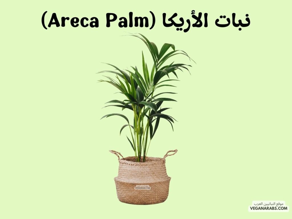 7. نبات الأريكا (Areca Palm) - veganarabs.com   أفضل النباتات التي يمكن زراعتها في المنزل: ٧ نباتات ستضيف لمسة خضراء وجمالًا لمنزلك!- موقع النباتيين العرب 