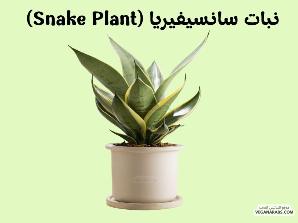 3. نبات سانسيفيريا (Snake Plant)