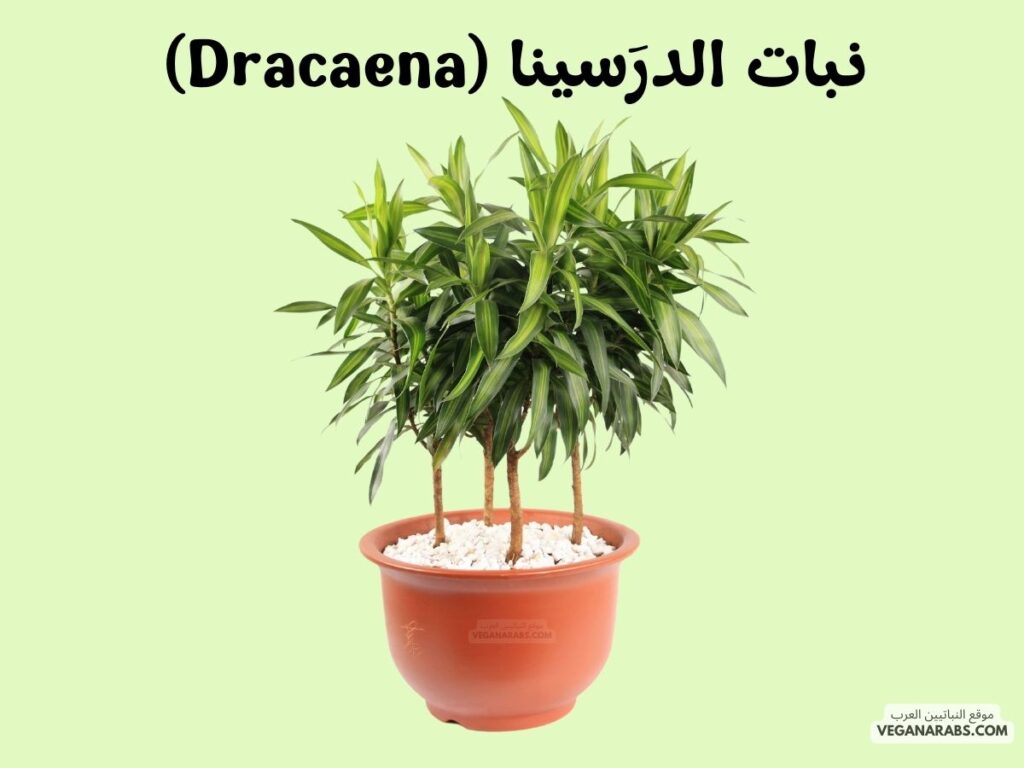 7. نبات الدرَسينا (Dracaena) 