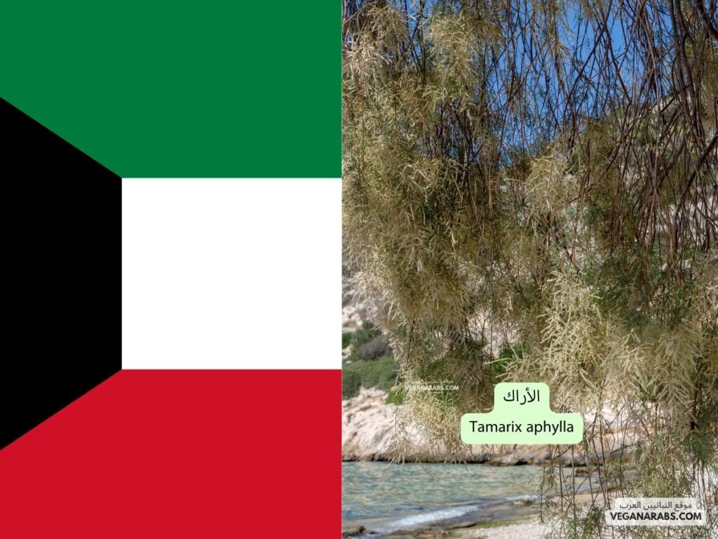 1. الأراك (Tamarix aphylla) موقع النباتيين العرب ---دوله الكويت