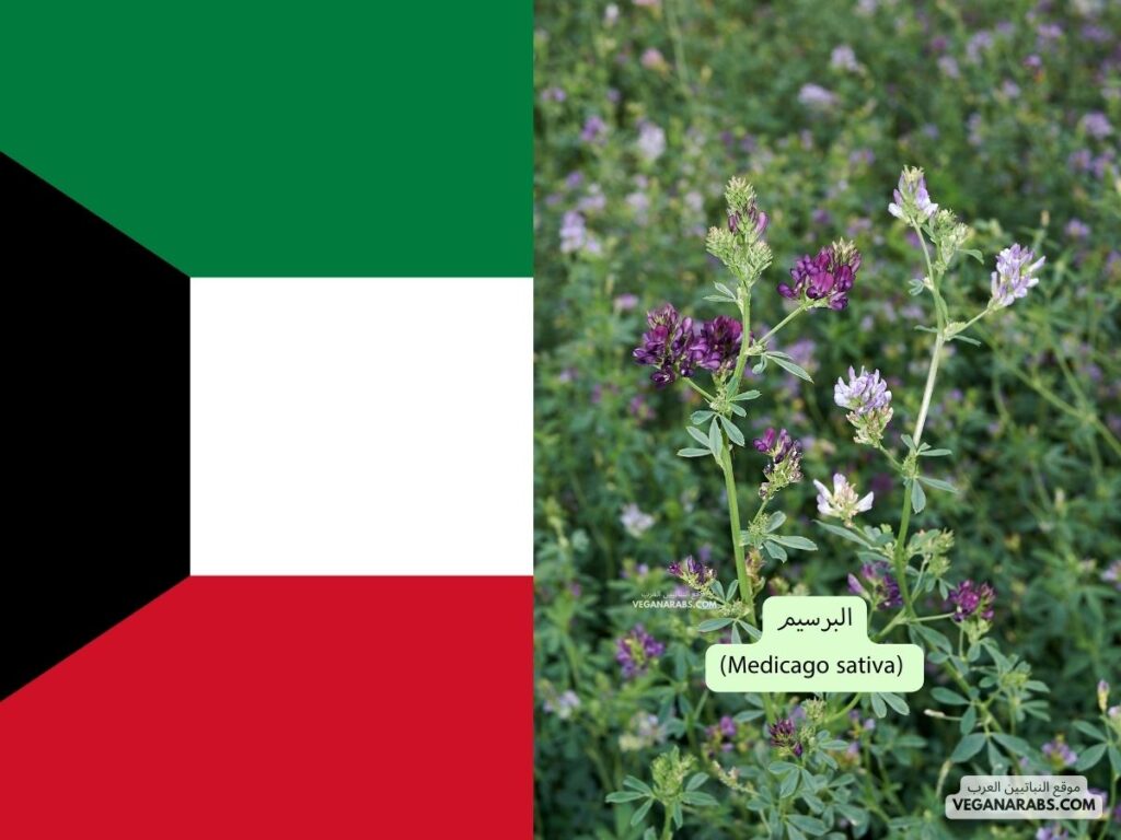 9. البرسيم (Medicago sativa) دوله الكويت موقع النباتيين العرب