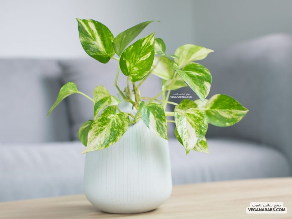 3. البوتس (Pothos) veganarabs.com