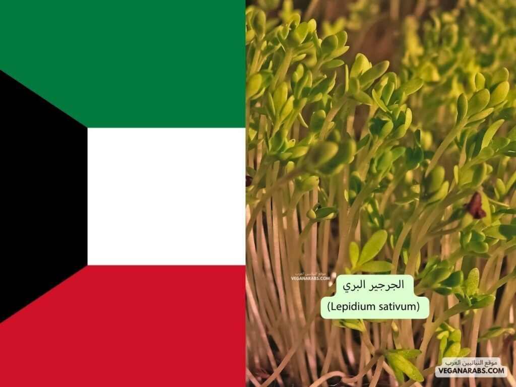 5. الجرجير البري (Lepidium sativum) دوله الكويت - موقع النباتيين العرب