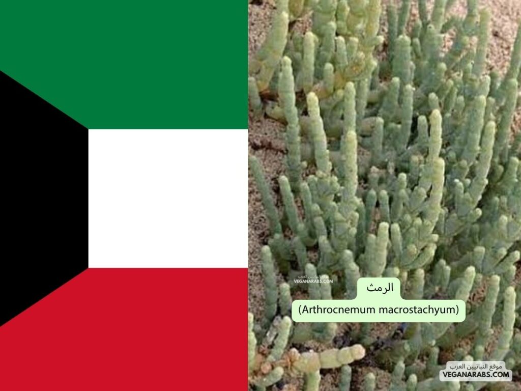 2. الرمث (Arthrocnemum macrostachyum) موقع النباتيين العرب ---دوله الكويت