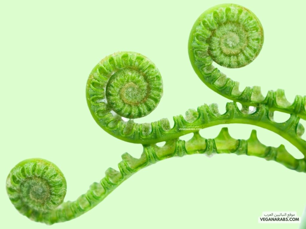 السرخسيات (Ferns) موقع النباتيين العرب