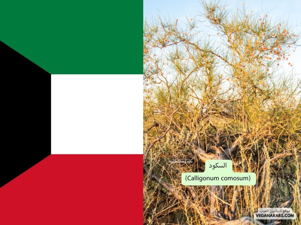 6. السكود (Calligonum comosum) دوله الكويت موقع النباتيين العرب