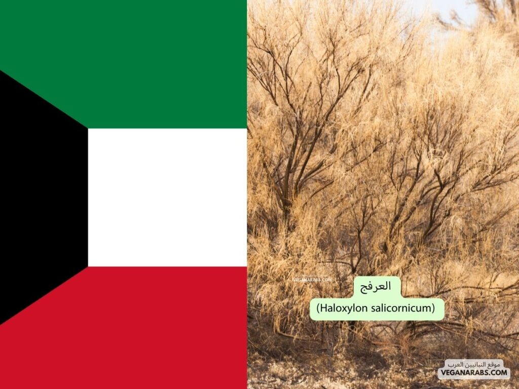 8. العرفج (Haloxylon salicornicum) دوله الكويت ---موقع النباتيين العرب