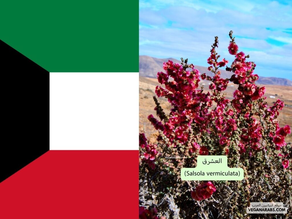 10. العشرق (Salsola vermiculata) دوله الكويت ...موقع النباتيين العرب