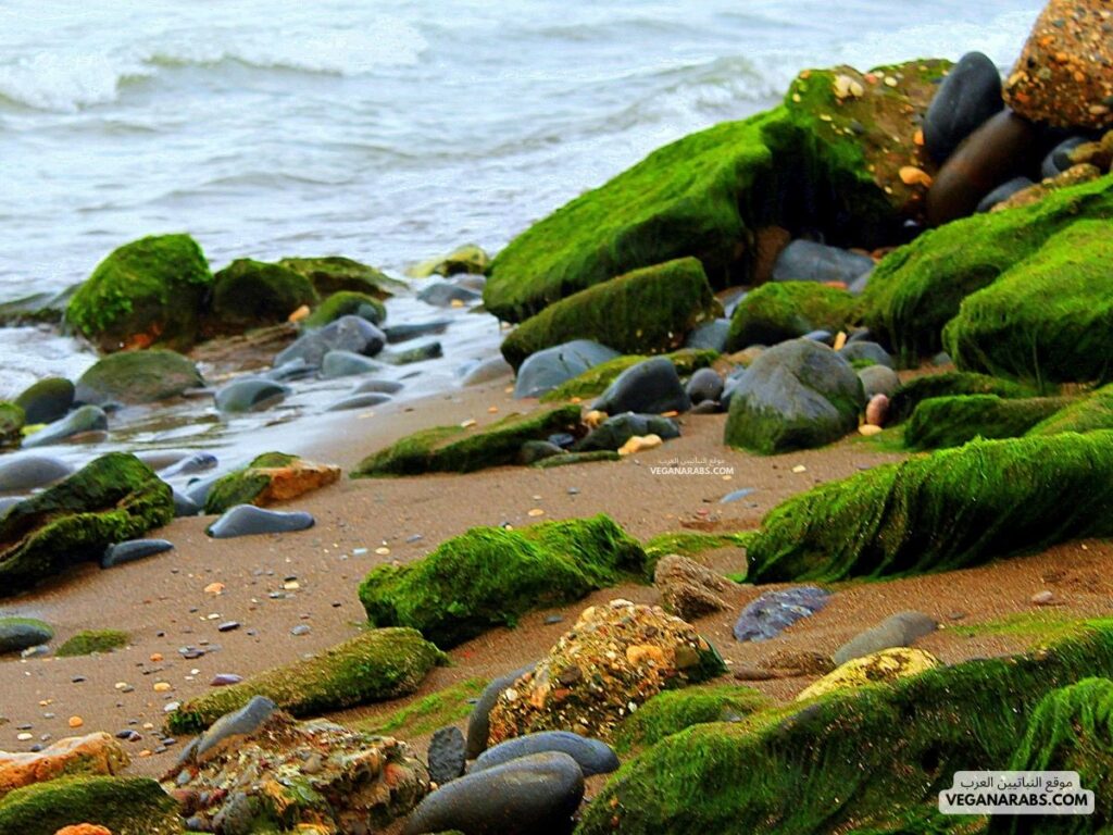 النباتات الحزازية (Mosses) موقع النباتيين العرب
