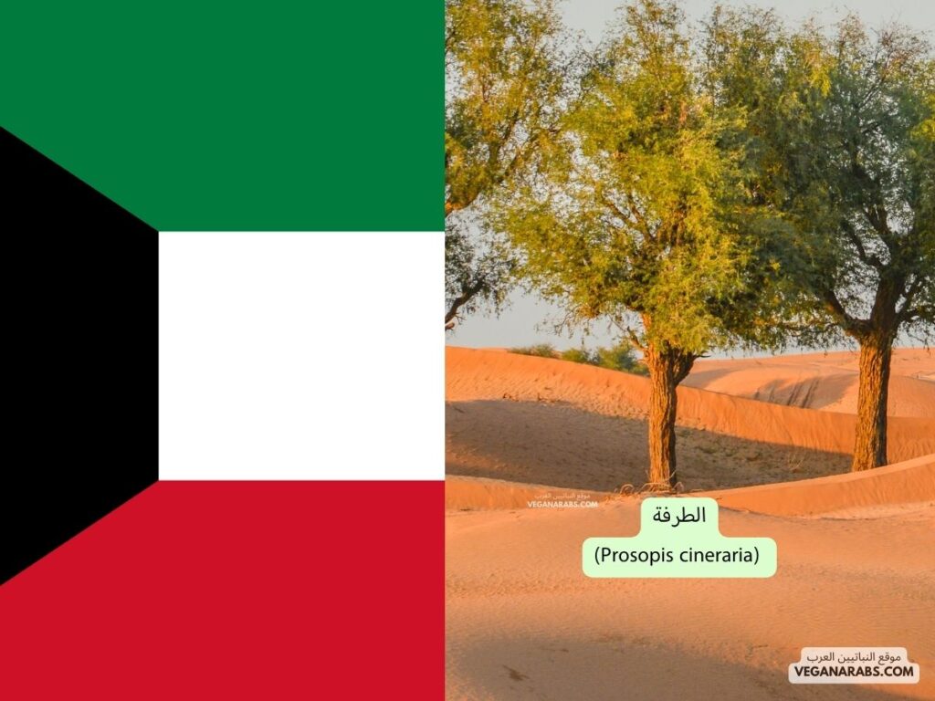 7. الطرفة (Prosopis cineraria) دوله الكويت موقع النباتيين العرب