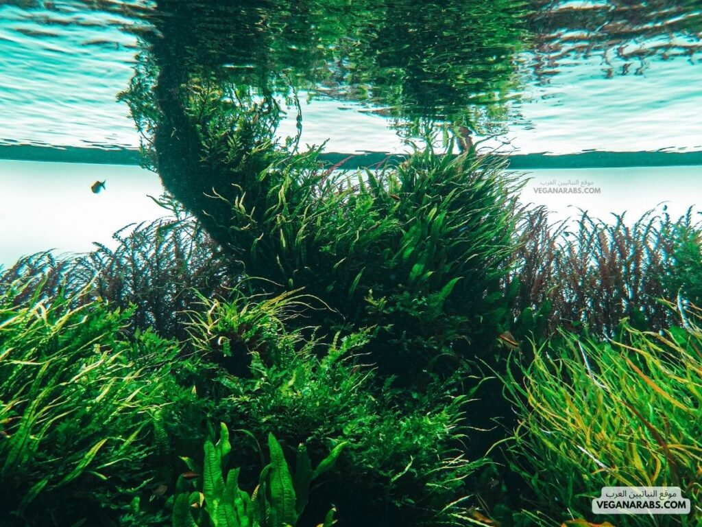 الطحالب (Algae): موقع النباتيين العرب