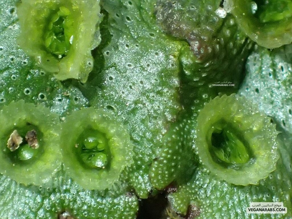 النباتات الطحلبية (Liverworts): موقع النباتيين العرب