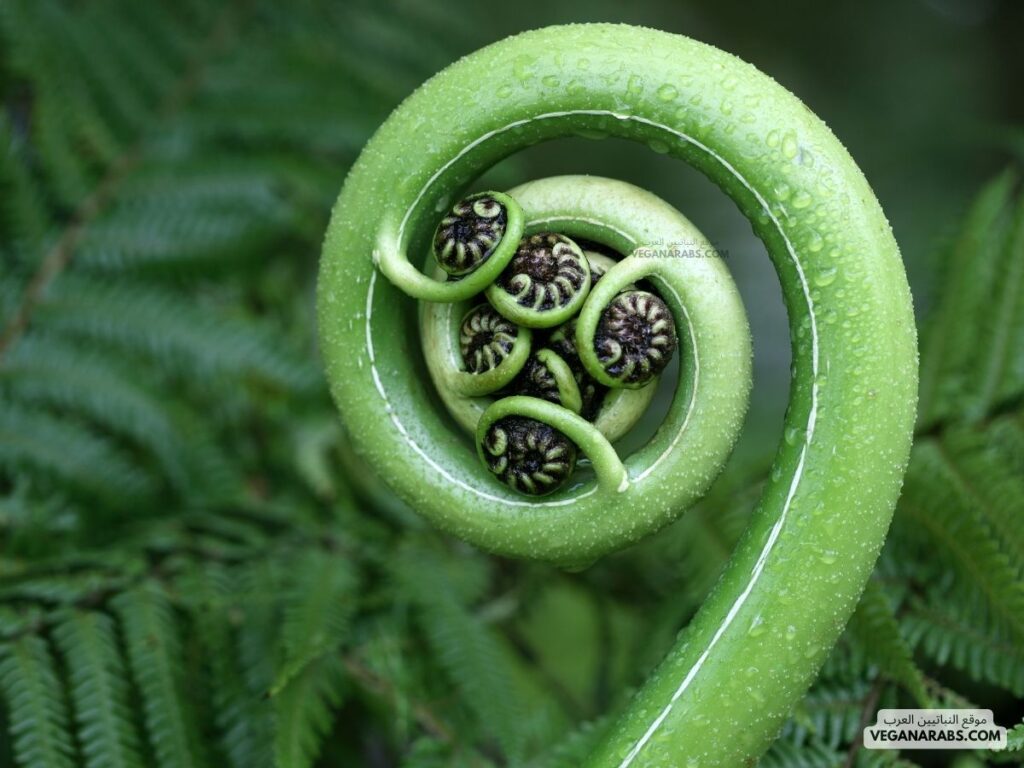 السرخسيات (Ferns): موقع النباتيين العرب