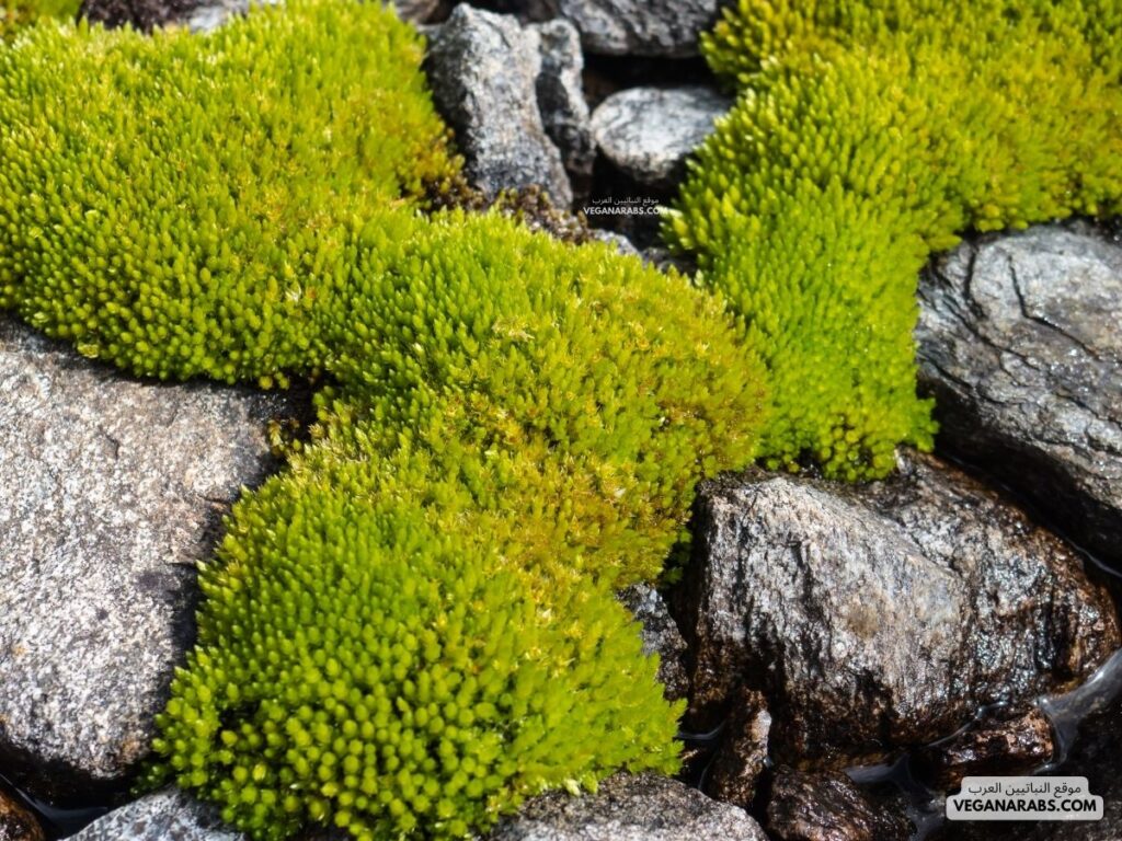 النباتات الحزازية (Mosses): موقع النباتيين العرب