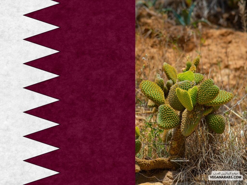 النباتات ذات الاستخدامات الاقتصادية .... دوله قطر ...موقع النباتيين العرب - الصبار