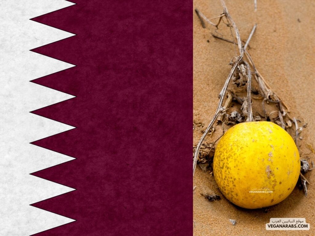 الأعشاب البرية: دوله قطر الحنظل موقع النباتيين العرب