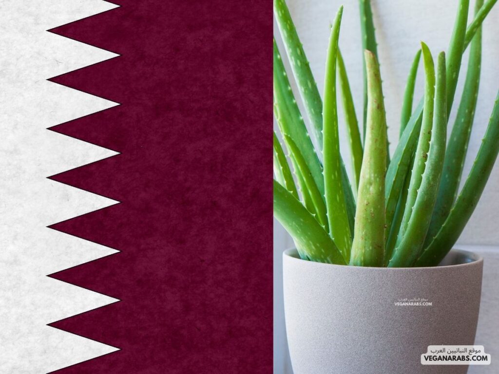 النباتات الطبية ... في دوله قطر موقع النباتيين العرب