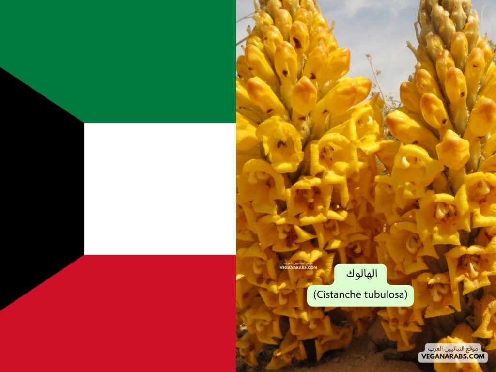 4. الهالوك (Cistanche tubulosa) موقع النباتيين العرب - دوله الكويت